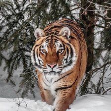 Cross stitch pattern: #2143635