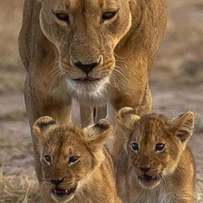 Cross stitch pattern: #2145829