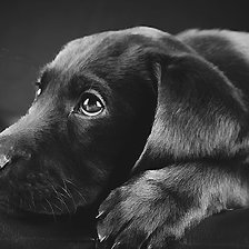 Cross stitch pattern: #2149305