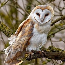 Cross stitch pattern: #2149662