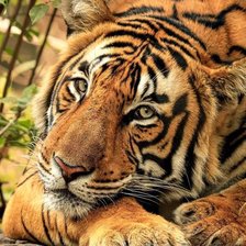 Cross stitch pattern: #2158621