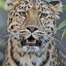 Cross stitch pattern: #2159133