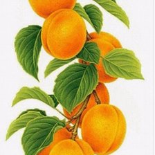 Cross stitch pattern: #2159870