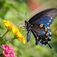 Cross stitch pattern: #2160221