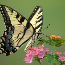 Cross stitch pattern: #2160224