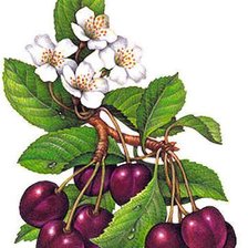 Cross stitch pattern: #2160574