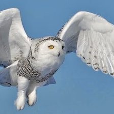 Cross stitch pattern: #2161097