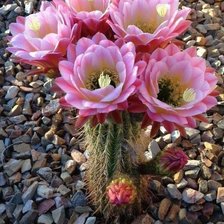 Cross stitch pattern: #2161368