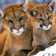 Cross stitch pattern: #2162277