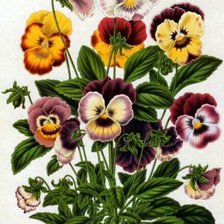 Cross stitch pattern: #2163609