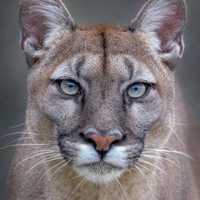 Cross stitch pattern: #2163702