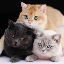 Cross stitch pattern: #2163811