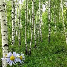 Cross stitch pattern: #2165302