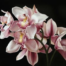 Cross stitch pattern: #2166982