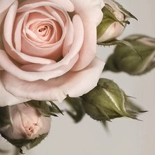 Cross stitch pattern: #2168011