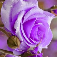 Cross stitch pattern: #2170934