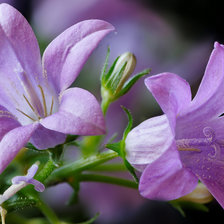 Cross stitch pattern: #2170937