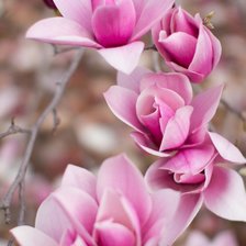 Cross stitch pattern: #2170938