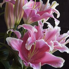 Cross stitch pattern: #2171456