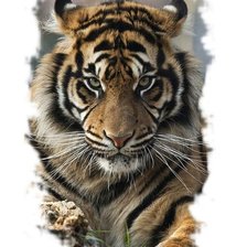 Cross stitch pattern: #2181052