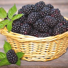 Cross stitch pattern: #2182759