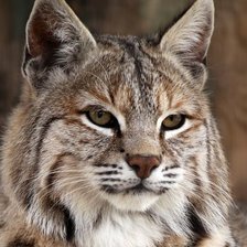 Cross stitch pattern: #2185554