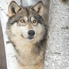 Cross stitch pattern: #2191540