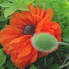 Cross stitch pattern: #2192487