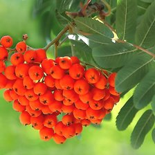 Cross stitch pattern: #2194298