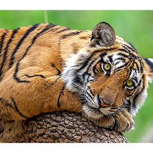 Cross stitch pattern: #2197550