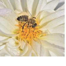 Cross stitch pattern: #2205779