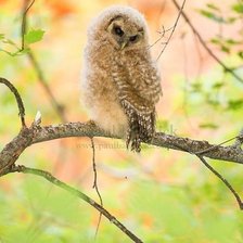 Cross stitch pattern: #2209209