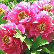 Cross stitch pattern: #2213744