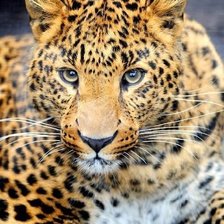 Cross stitch pattern: #2214450