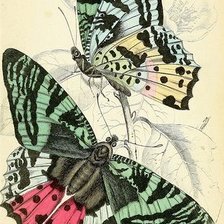 Cross stitch pattern: #2221259