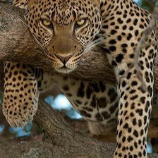 Cross stitch pattern: #2226879