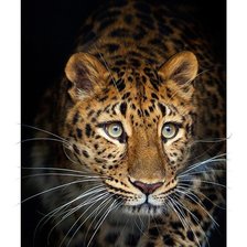 Cross stitch pattern: #2228268