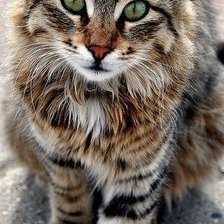 Cross stitch pattern: #2241203