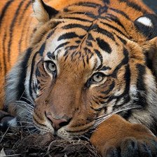 Cross stitch pattern: #2247609