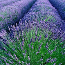 Cross stitch pattern: #2288829