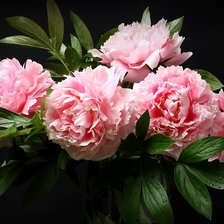 Cross stitch pattern: #2292253