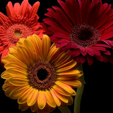 Cross stitch pattern: #2292266