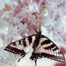 Cross stitch pattern: #2293691