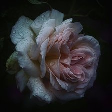 Cross stitch pattern: #2293891