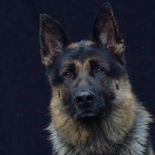 Cross stitch pattern: #2295128