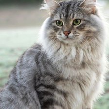 Cross stitch pattern: #2302298