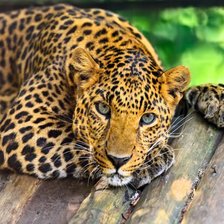 Cross stitch pattern: #2302790