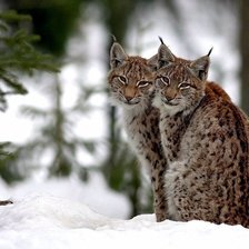 Cross stitch pattern: #2307595