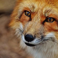 Cross stitch pattern: #2310495