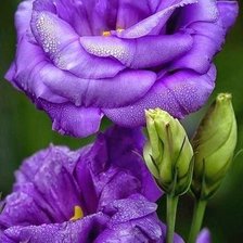 Cross stitch pattern: #2313313